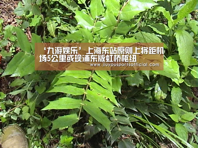 ‘九游娱乐’上海东站原则上将距机场5公里或现浦东版虹桥枢纽(图3) 九游娱乐